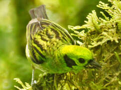 Emerald Tanager