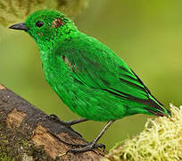 Glistening-green Tanager