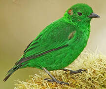 Glistening-green Tanager