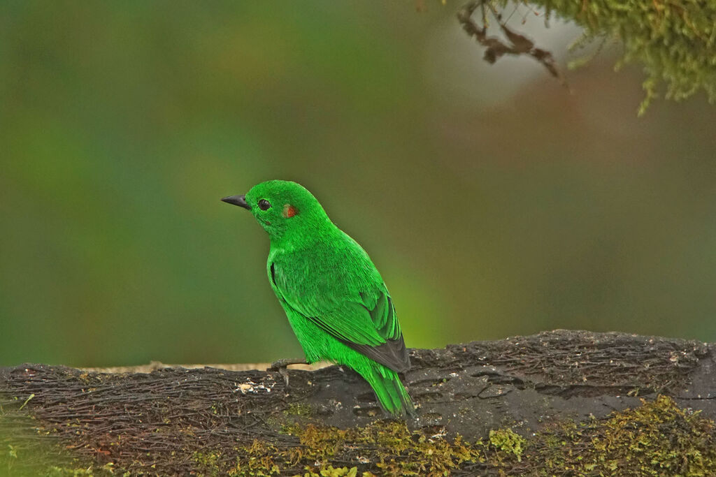 Glistening-green Tanager