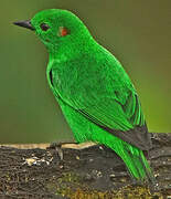 Glistening-green Tanager