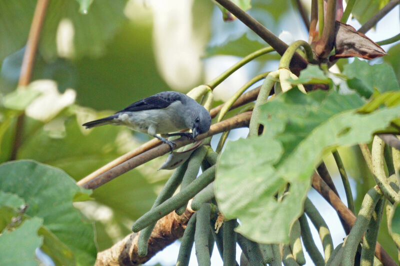 Plain-colored Tanager