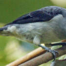 Calliste gris