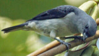 Plain-colored Tanager