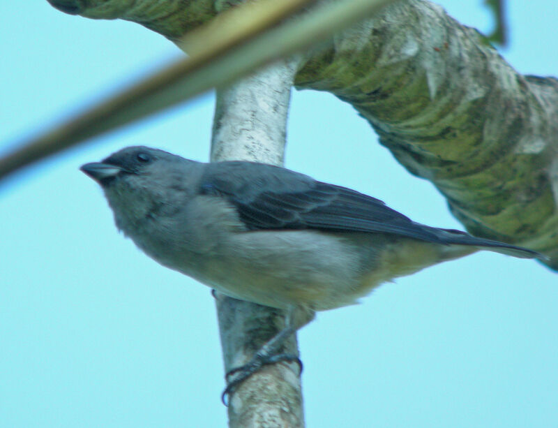 Plain-colored Tanager