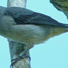 Calliste gris