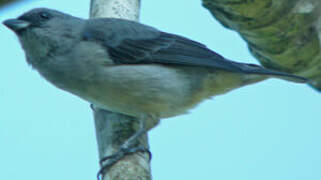 Plain-colored Tanager