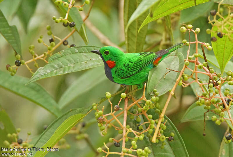 Orange-eared Tanager male adult, identification