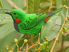 Orange-eared Tanager