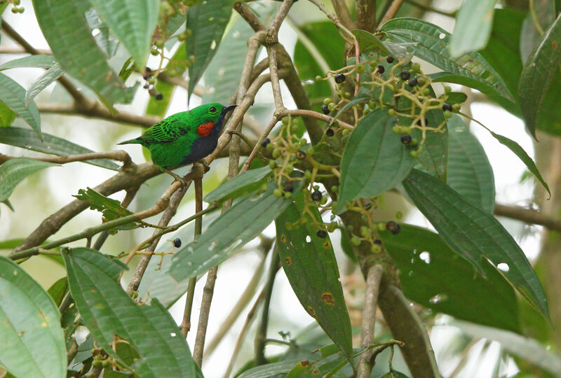 Orange-eared Tanager