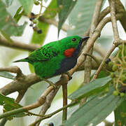 Orange-eared Tanager