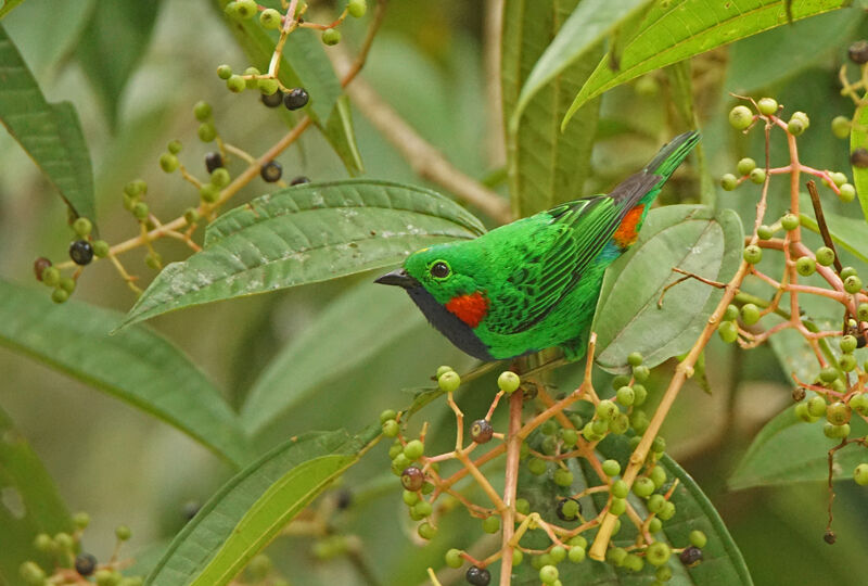 Orange-eared Tanager