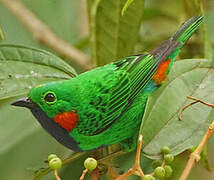 Orange-eared Tanager