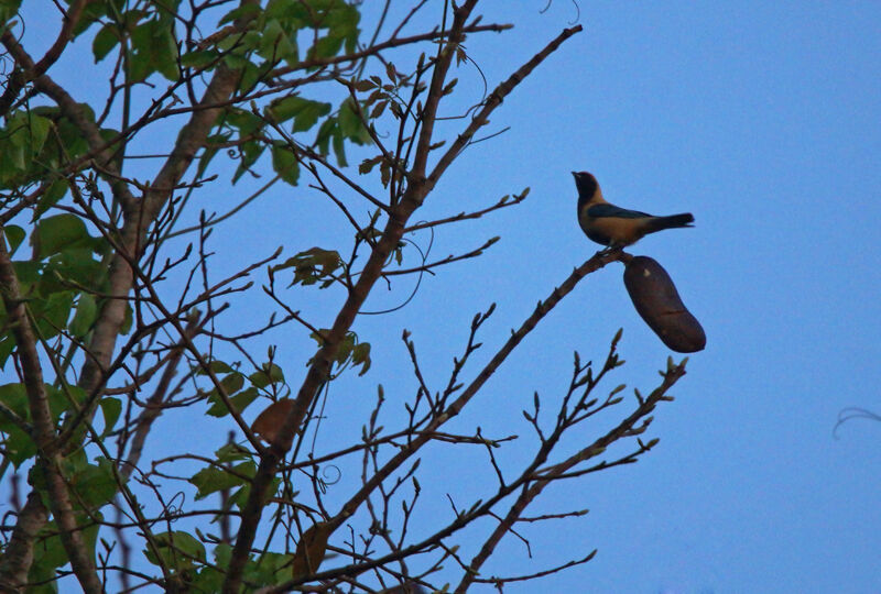 Burnished-buff Tanager