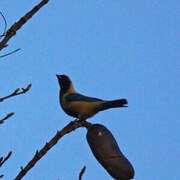 Burnished-buff Tanager