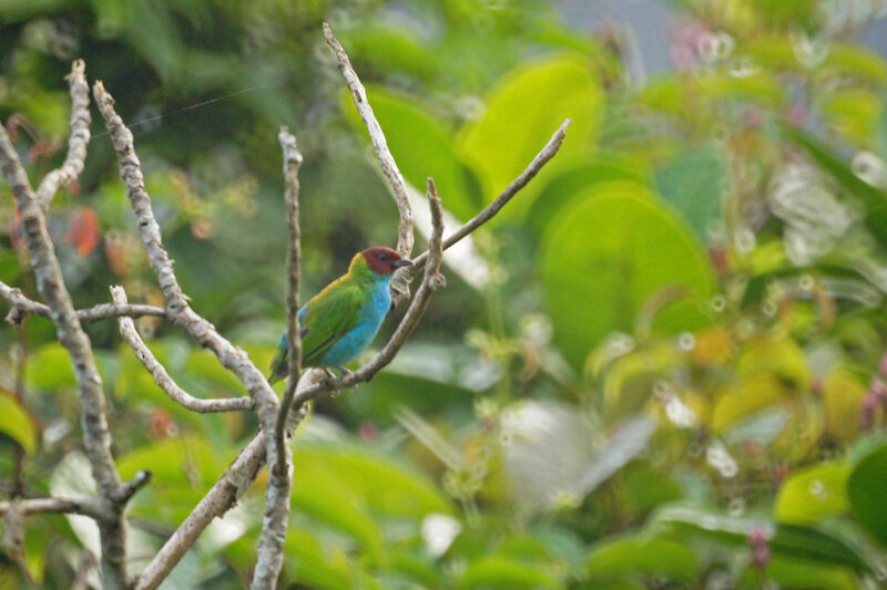 Bay-headed Tanager