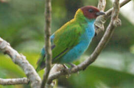 Bay-headed Tanager