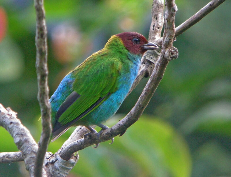 Bay-headed Tanager