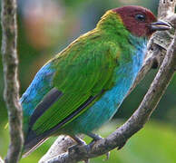 Bay-headed Tanager