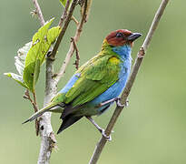 Bay-headed Tanager