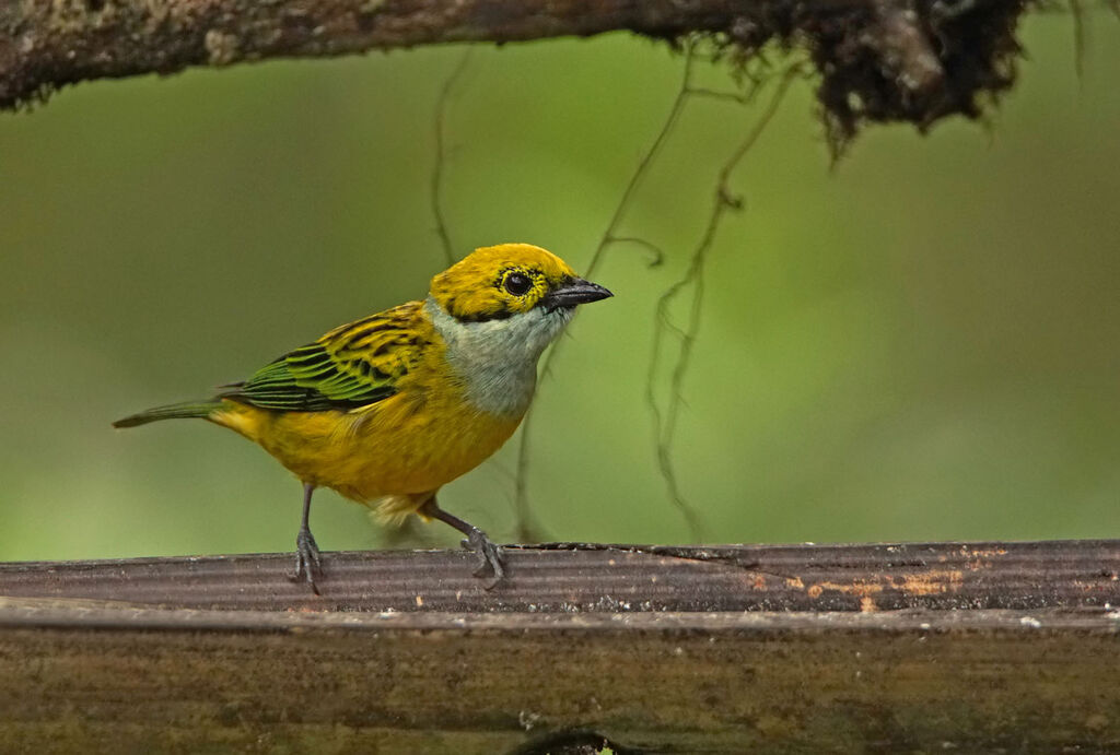 Silver-throated Tanager