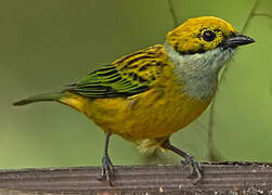 Silver-throated Tanager