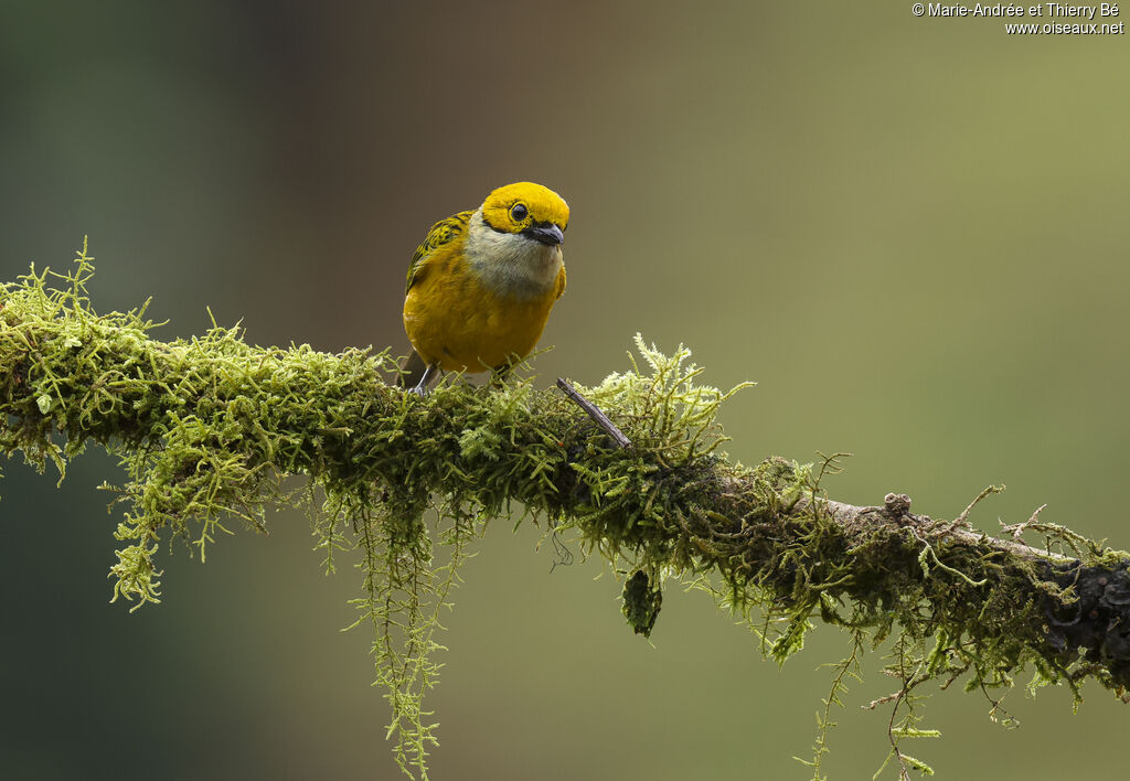 Silver-throated Tanager
