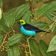 Paradise Tanager