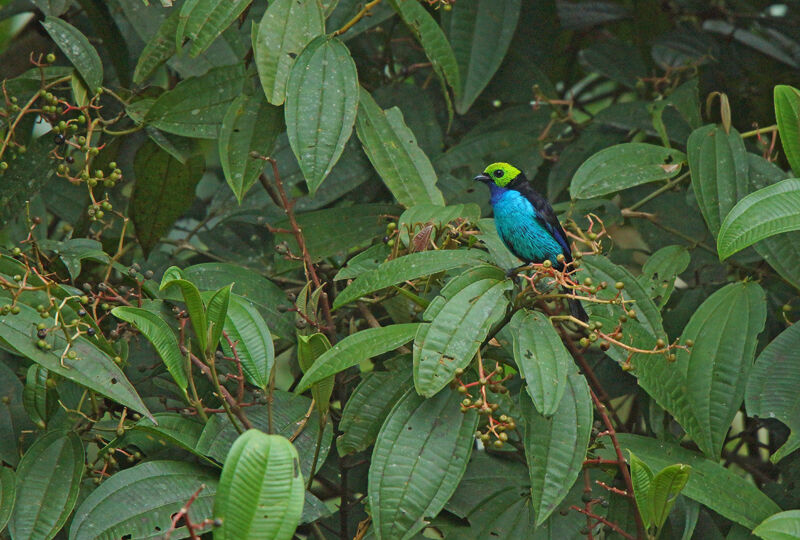 Paradise Tanager