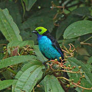 Paradise Tanager