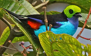 Paradise Tanager