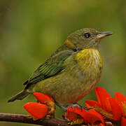 Golden-collared Honeycreeper