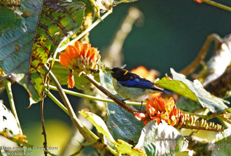 Golden-collared Honeycreeper male adult, pigmentation, eats