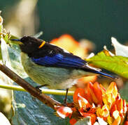 Golden-collared Honeycreeper