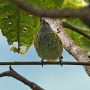 Spotted Tanager