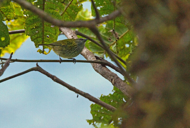 Spotted Tanager