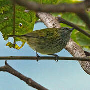 Spotted Tanager