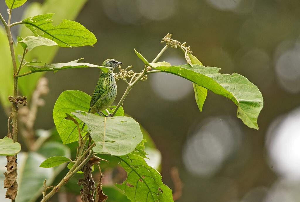 Spotted Tanager