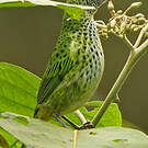 Calliste syacou