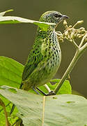 Spotted Tanager