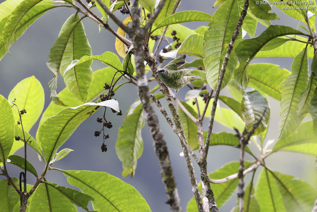 Spotted Tanager