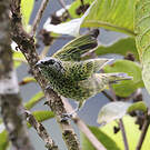Calliste syacou