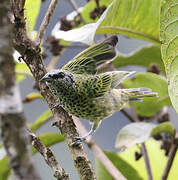 Spotted Tanager