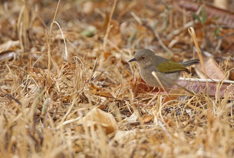 Camaroptère à dos gris