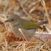 Grey-backed Camaroptera