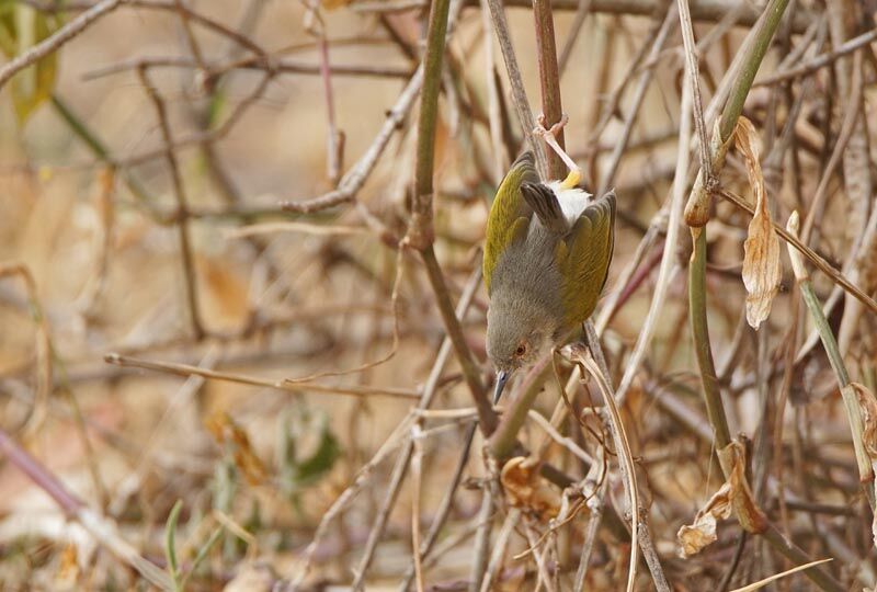 Camaroptère à dos gris