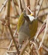 Grey-backed Camaroptera