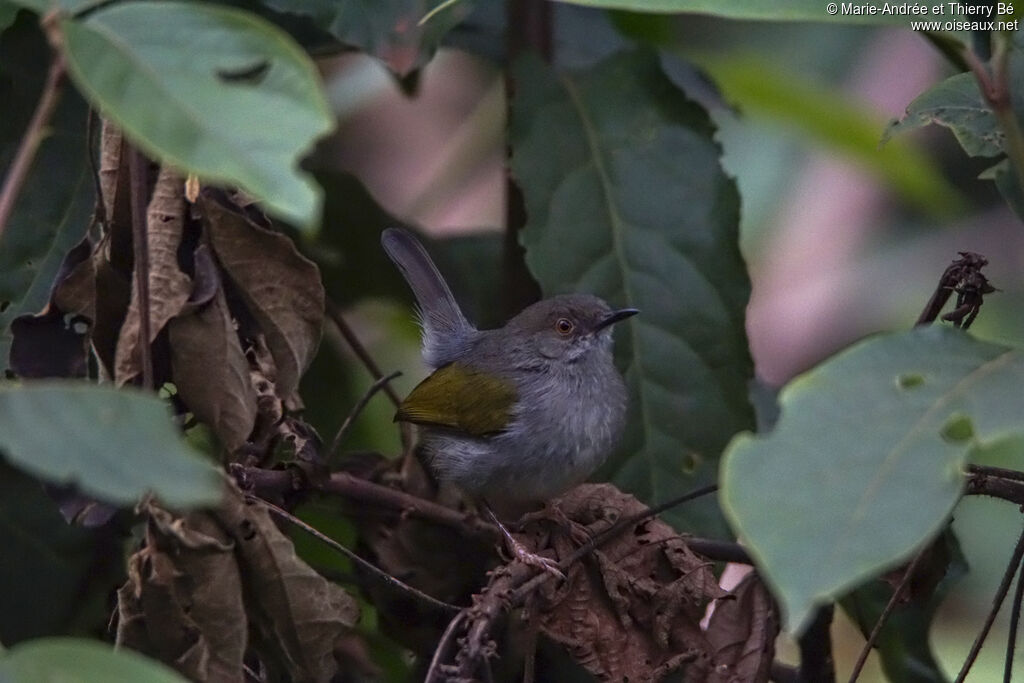 Green-backed Camaroptera