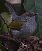 Green-backed Camaroptera