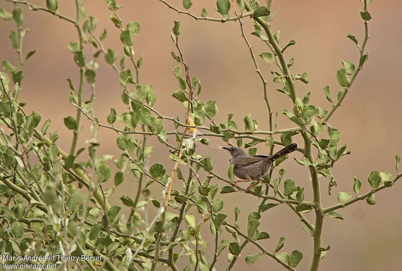 Grey Wren-Warbleradult, habitat, Reproduction-nesting